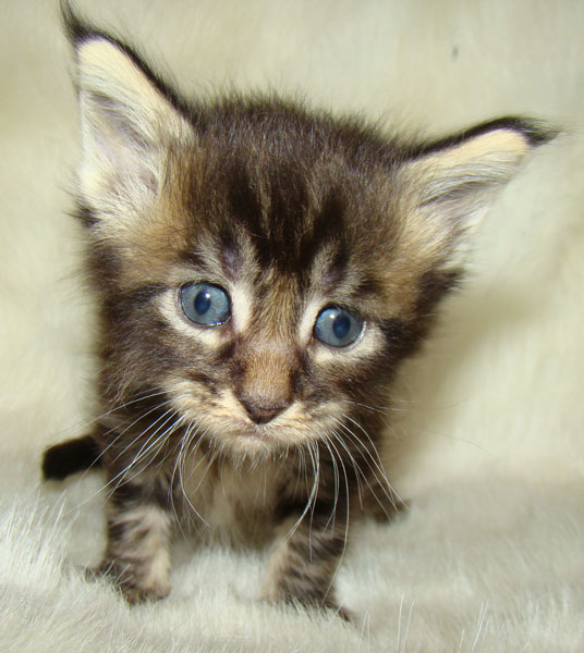     Catsvill County!   !    !       !!!    Catsvill County +7-926-544-74-09     .   ,   ,   ,    ,   ,  ,     ,   -,    ,   !